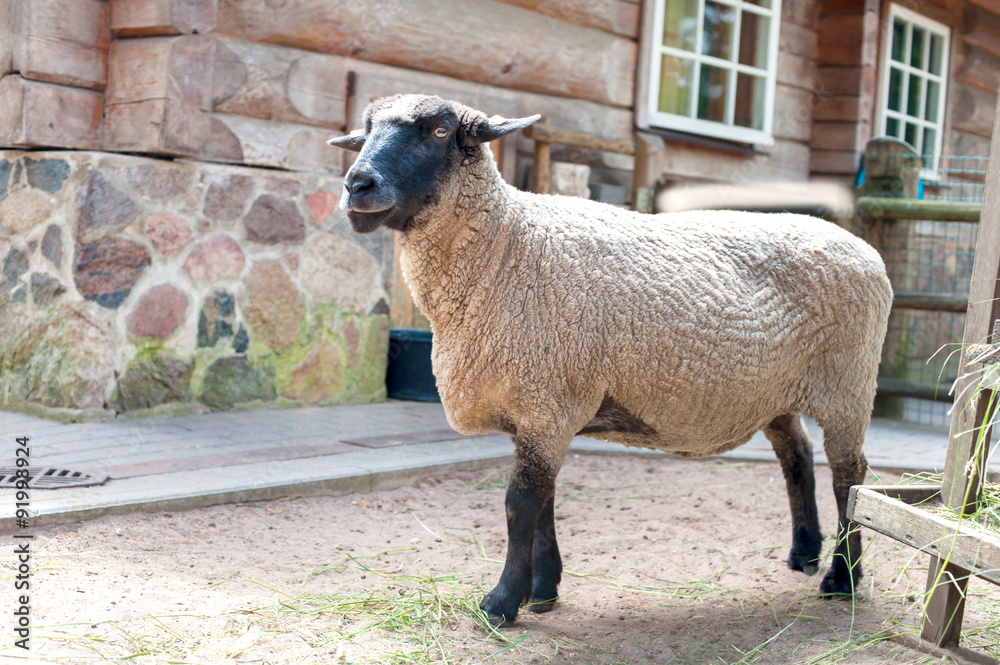Obraz premium Purebred suffolk sheep standing in fold. Horizontal summertime o