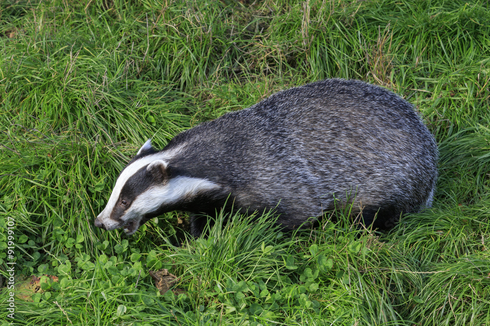 Naklejka premium Badger