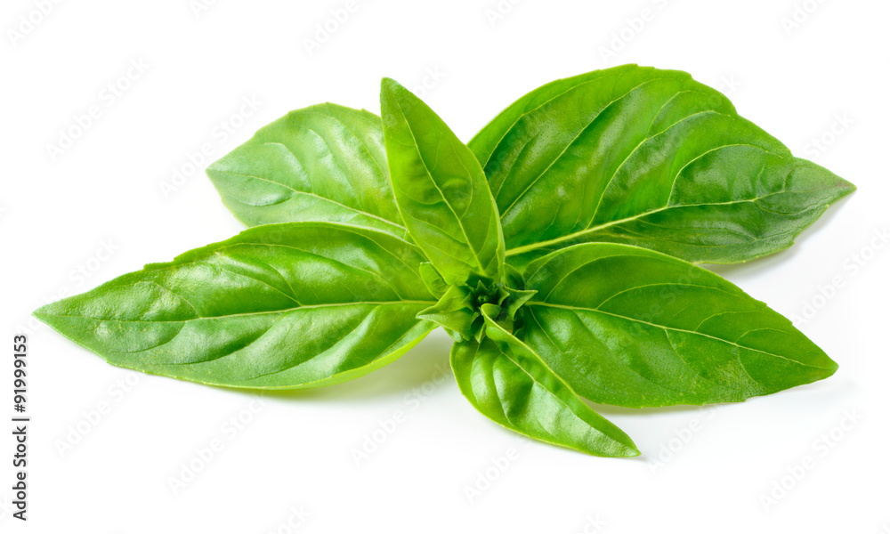 Basil isolated on white background Basil isolated on white background