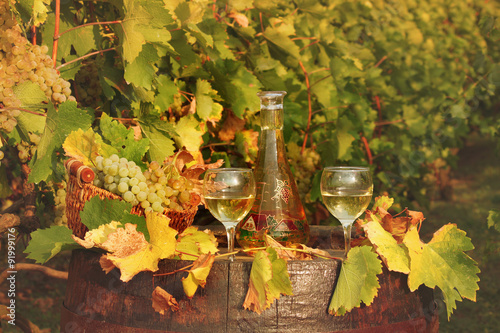 white wine and vineyard autumn season