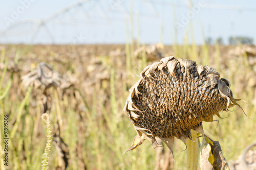 Dry sunflower. photo