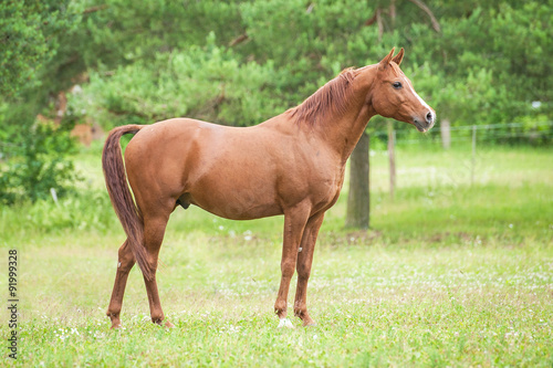 Beautiful red arabian stallion standing on the field