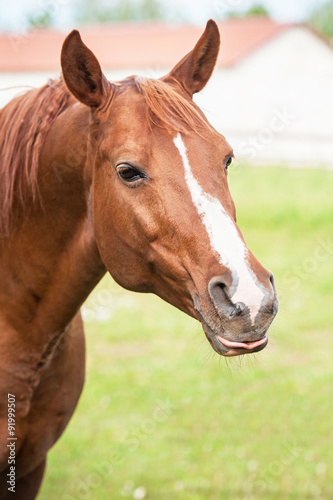 Funny arabian stallion showing a tongue © Rita Kochmarjova