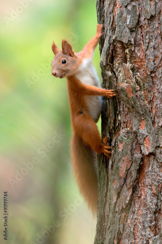 Red Squirrel © Sergey Ryzhkov