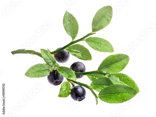 Bilberry shrub