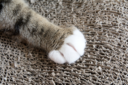 Fototapeta Naklejka Na Ścianę i Meble -  Cat Scratching