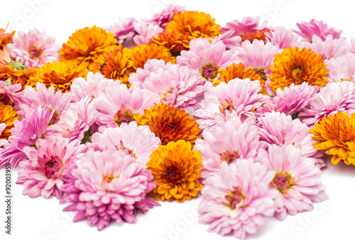 background chrysanthemum