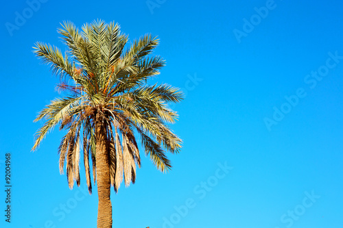 tropical palm in morocco