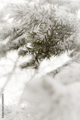 snowy fir branches.