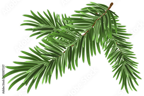 Green lush spruce branch. Fir branches