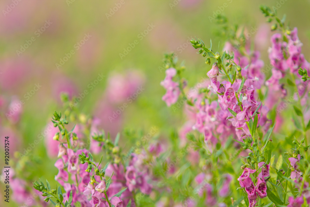 Lavender flower field.