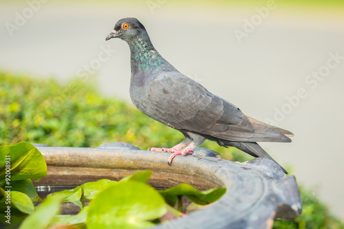 Pigeon on the big vase.