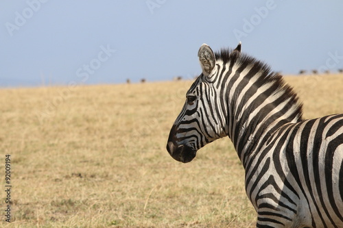 zebra