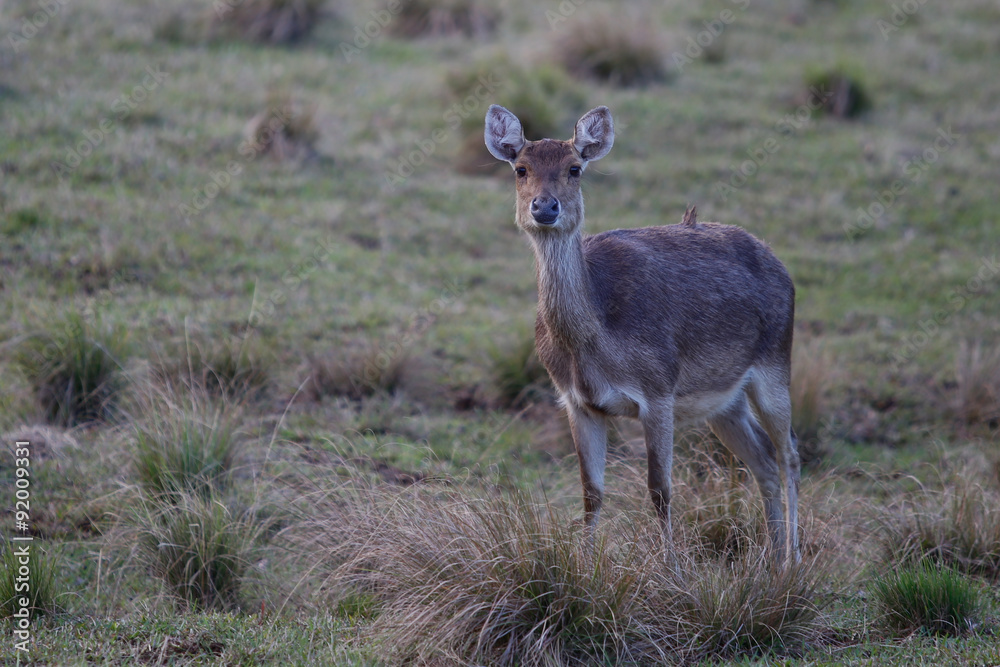 LaReunion201508-526