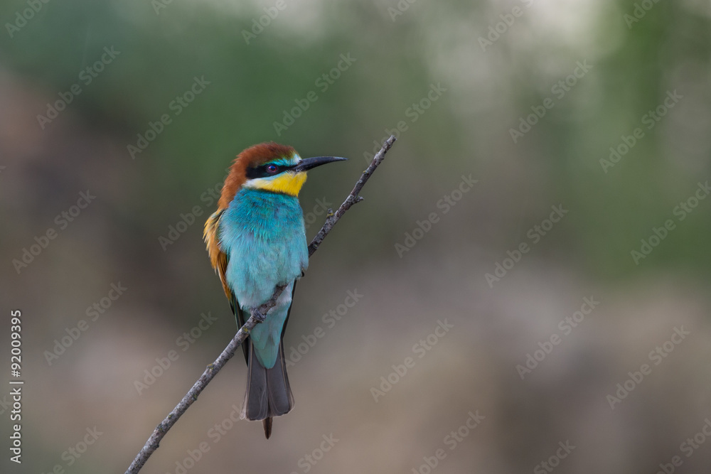 European Bee-Eater feather up during rainfall
