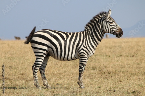 zebra