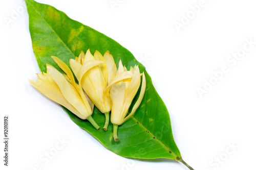 White champaka and green leaf photo