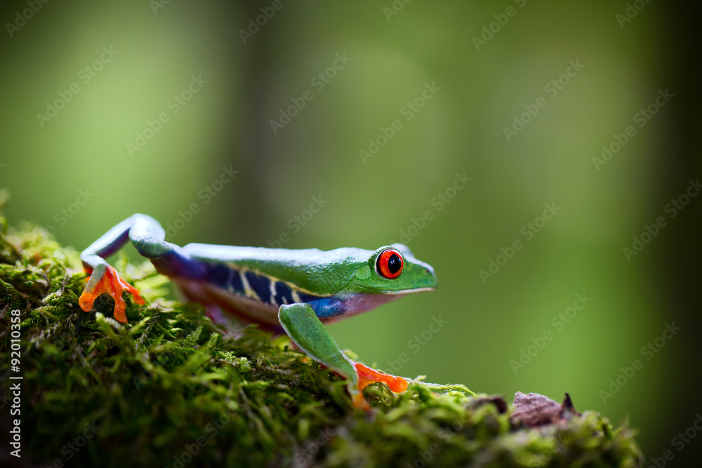 Naklejka premium red eyed tree frog Costa Rica