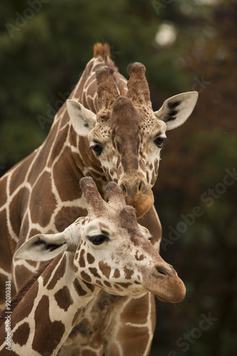 Portrait of two Reticulated Giraffe, Giraffa camelopardalis reticulata,