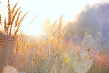 Fototapete Jahreszeiten Sonniger Herbstwald in goldenen Farben  © Konstiantyn