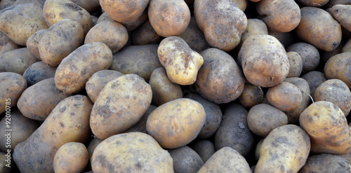 organic potato on a farmer market for sale