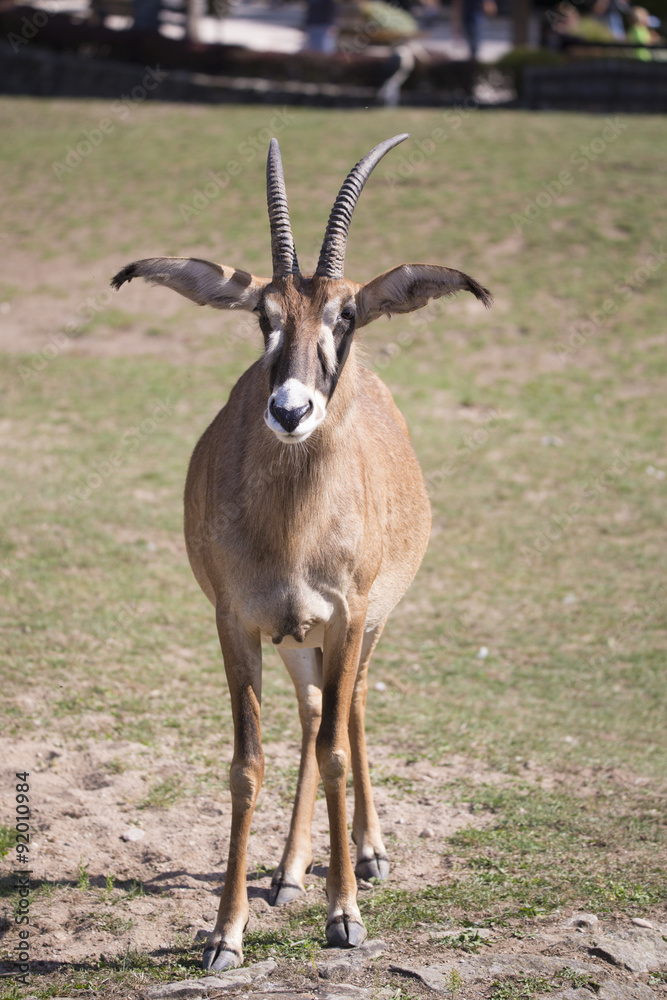 Roan antelope, Hippotragus equinus, with big ears