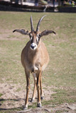 Roan antelope, Hippotragus equinus, with big ears