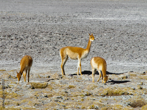 Herd of vicunas © pyty