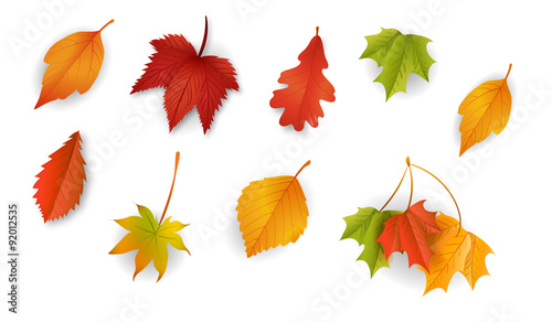 Herbst / Hintergrund / Vektor / Laub