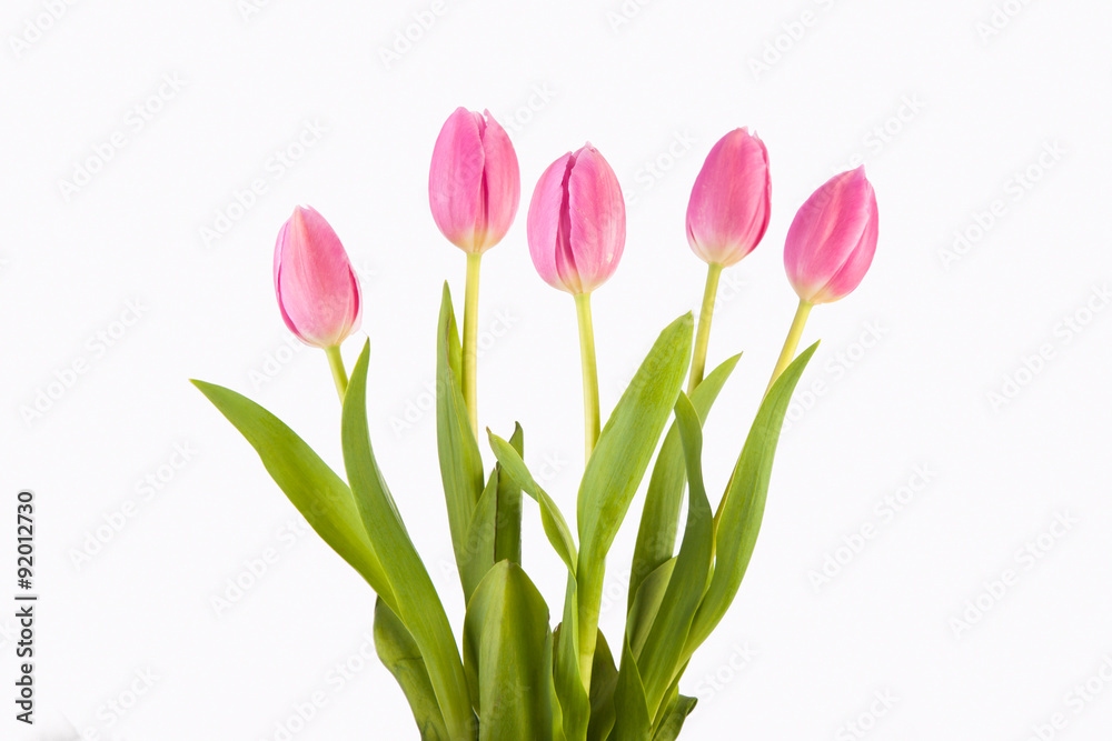 pink tulips against white