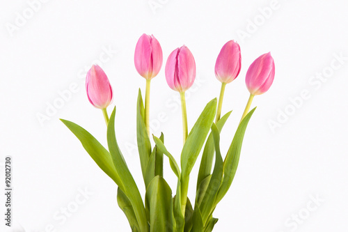 pink tulips against white
