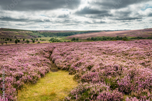 Obraz na plátně Goathland Moor Heather