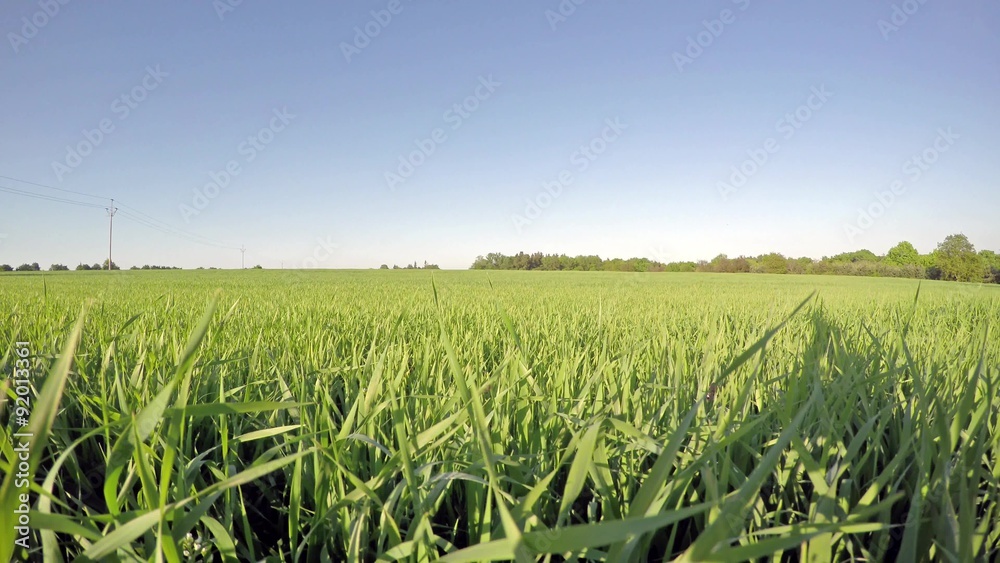 Field of young wheat on sunny day