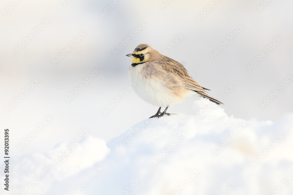 horned lark in snow