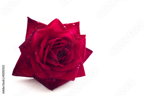 red rose flower with dew drops of water