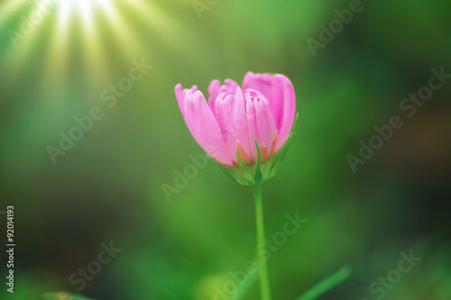 flower