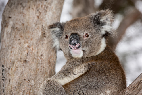Fototapeta Naklejka Na Ścianę i Meble -  Wild koala on a tree while looking at you