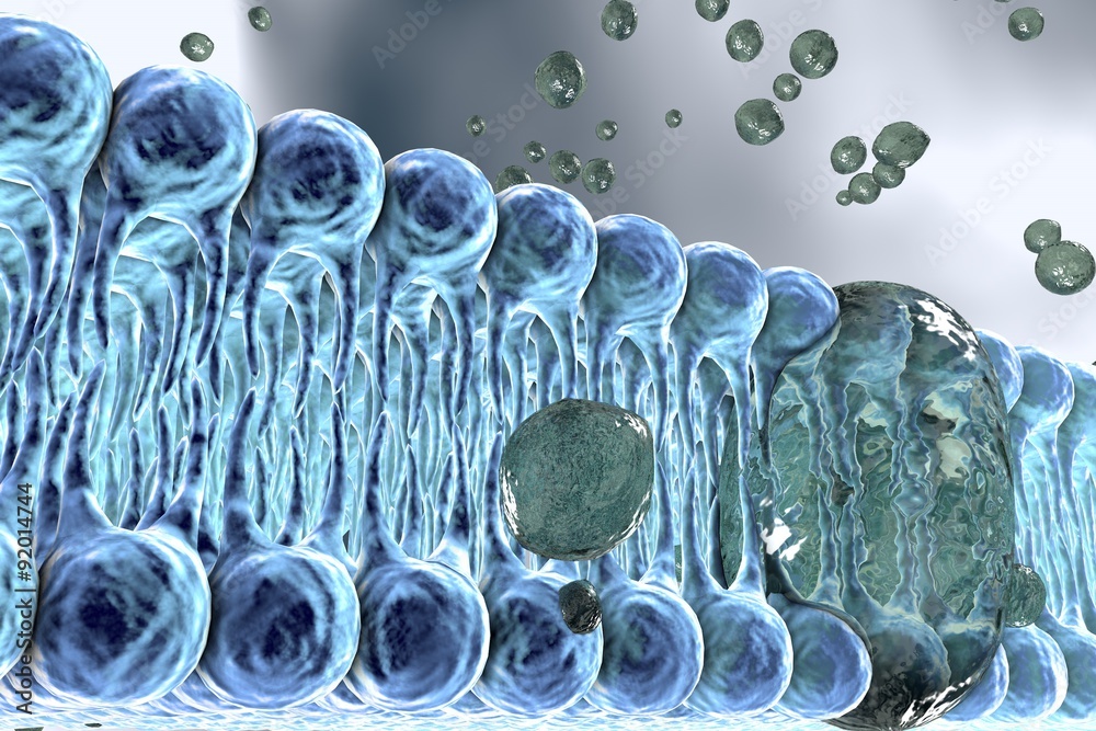 Cell membrane, lipid bilayer, digital illustration of a diffusion of