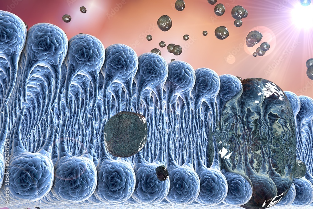 Cell membrane, lipid bilayer, digital illustration of a diffusion of ...
