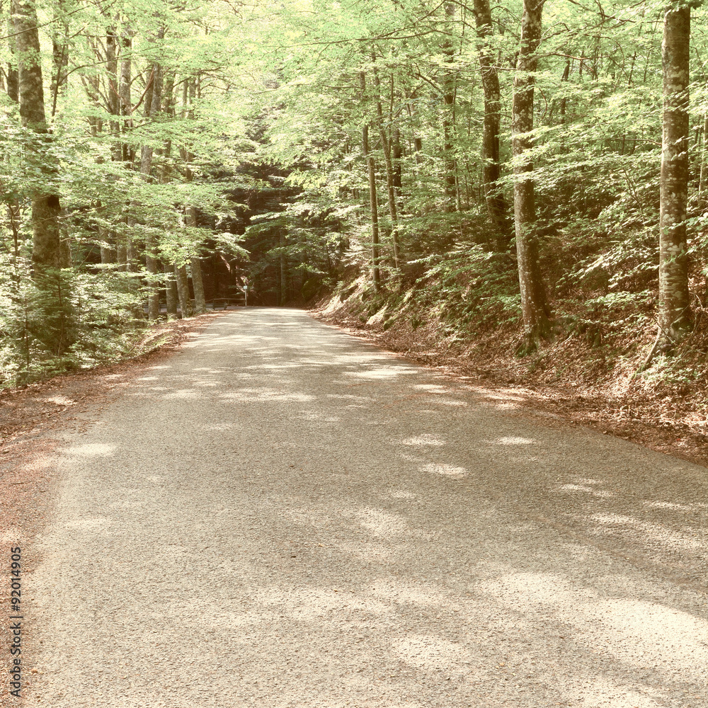 Fototapeta premium Forest