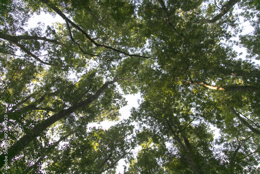 Trees Trees