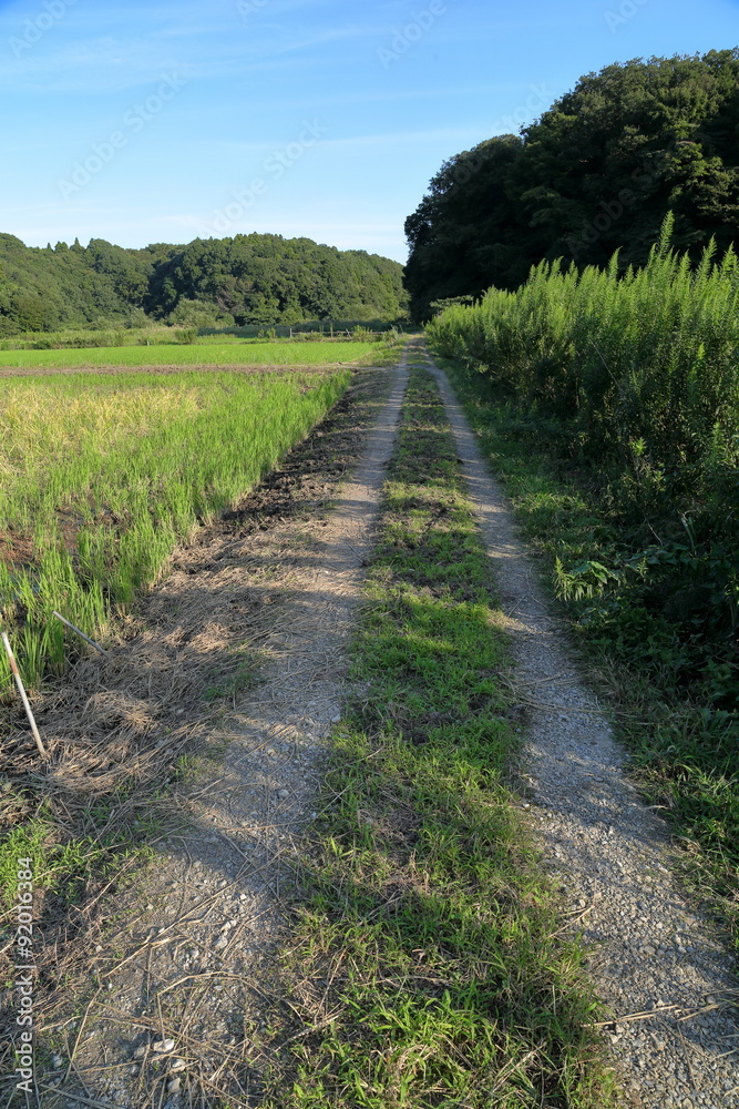 Obraz premium あぜ道