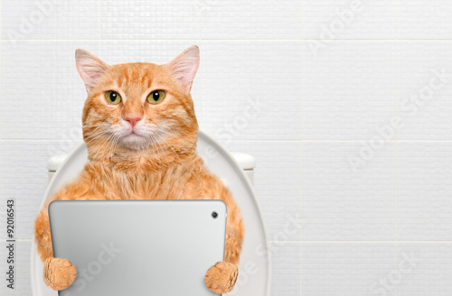 Fototapeta Naklejka Na Ścianę i Meble -  Cat with a tablet pc in a toilet.