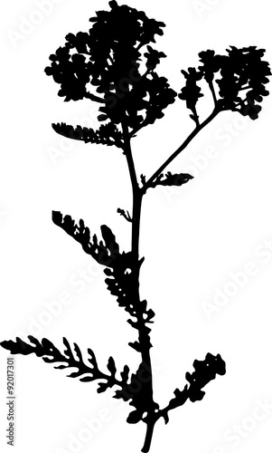 Silhouette of Garden yarrow