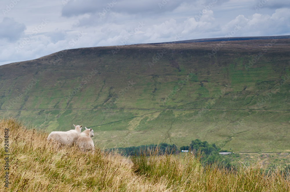Fototapeta premium Brecon Beacons sheep