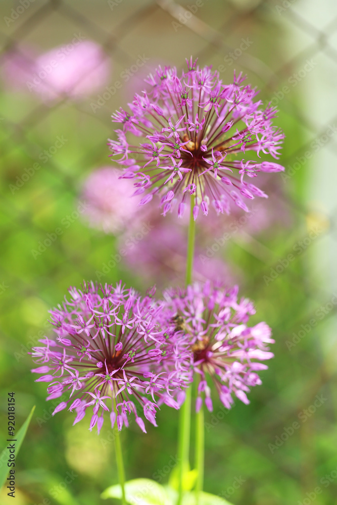 Beautiful purple spring flowers outdoors Beautiful purple spring flowers outdoors
