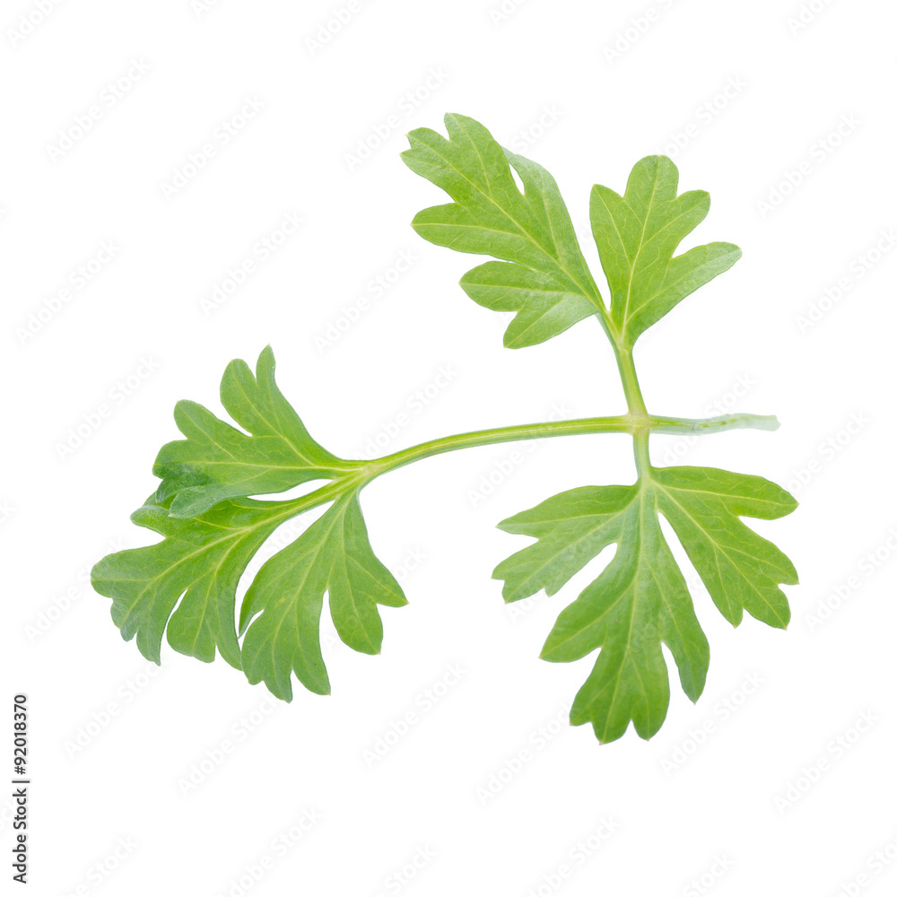 Coriander bunch isolated on white Coriander bunch isolated on white