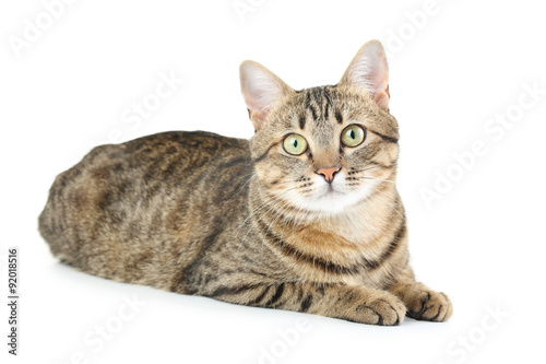 Beautiful cat isolated on a white