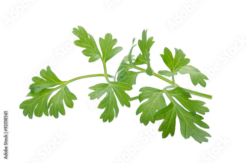 Coriander bunch isolated on white background