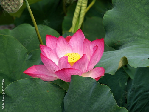 Seerose im Yu-Garten Shanghai photo